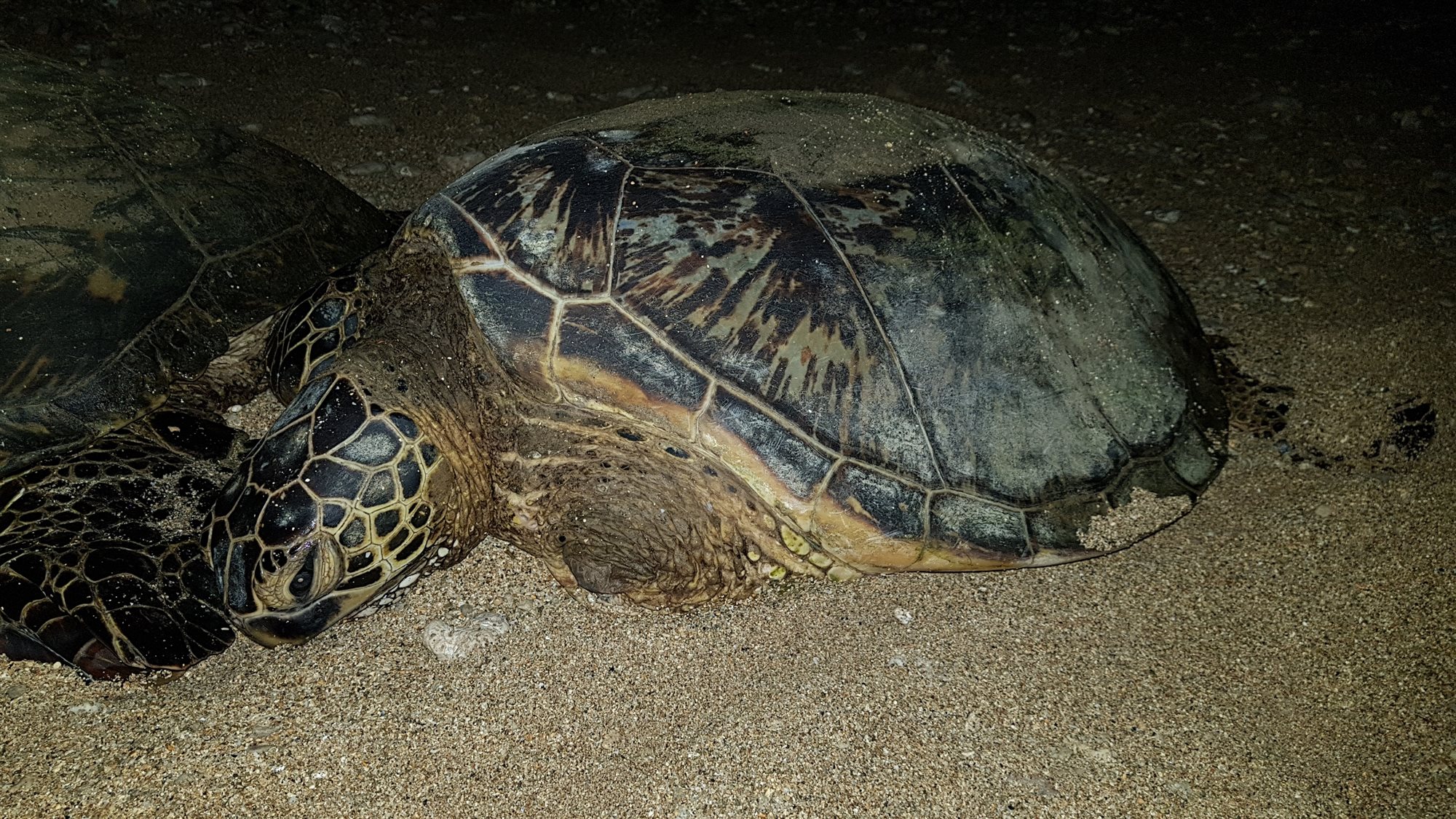 A Hawaiian green sea turtle in Maui waters